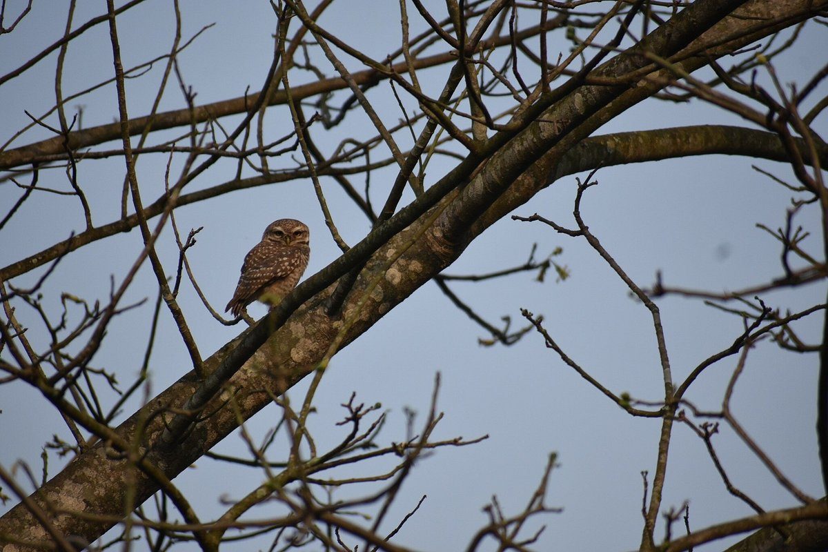 Owl spotted on a nature walk
