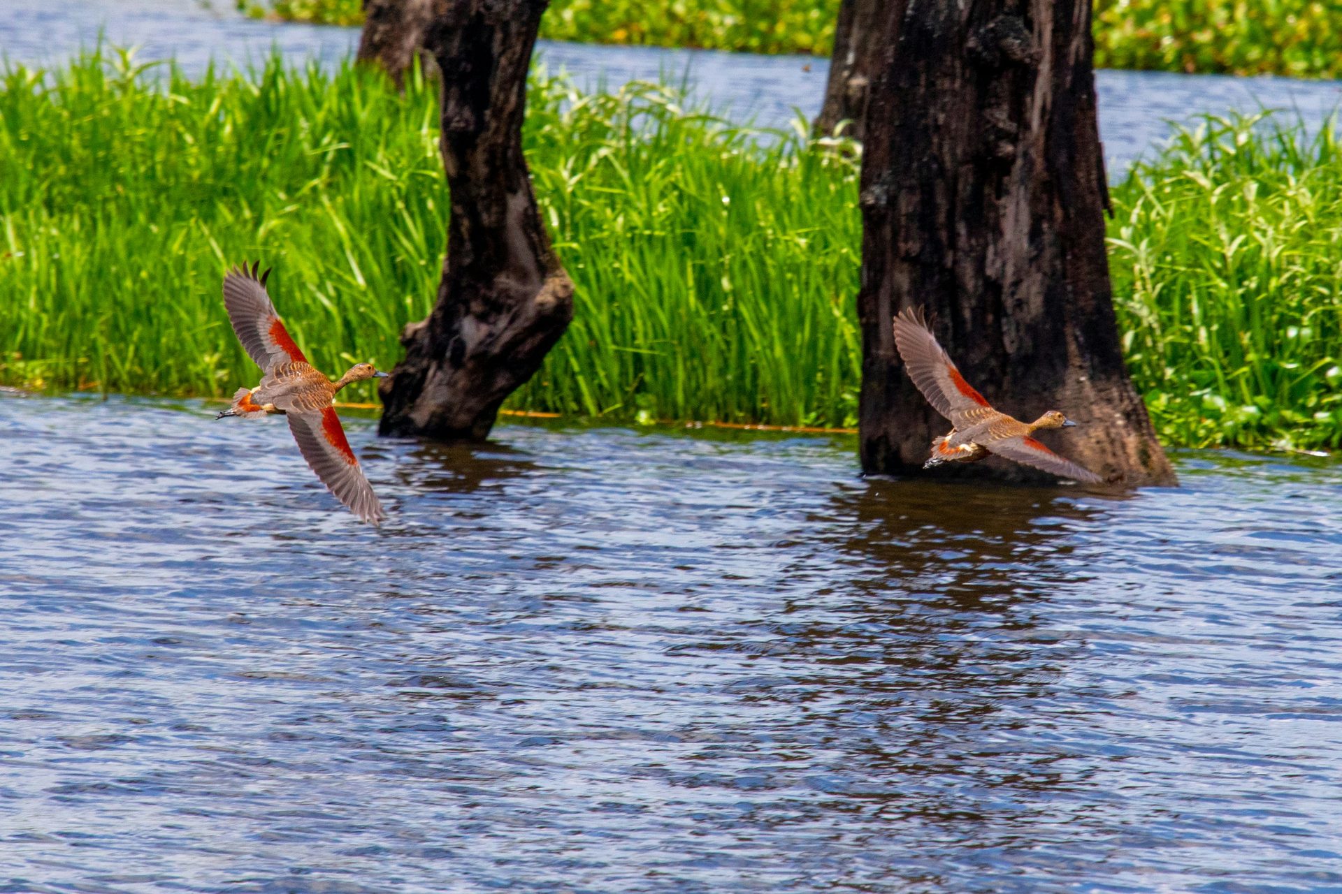 River birds over the Narayani