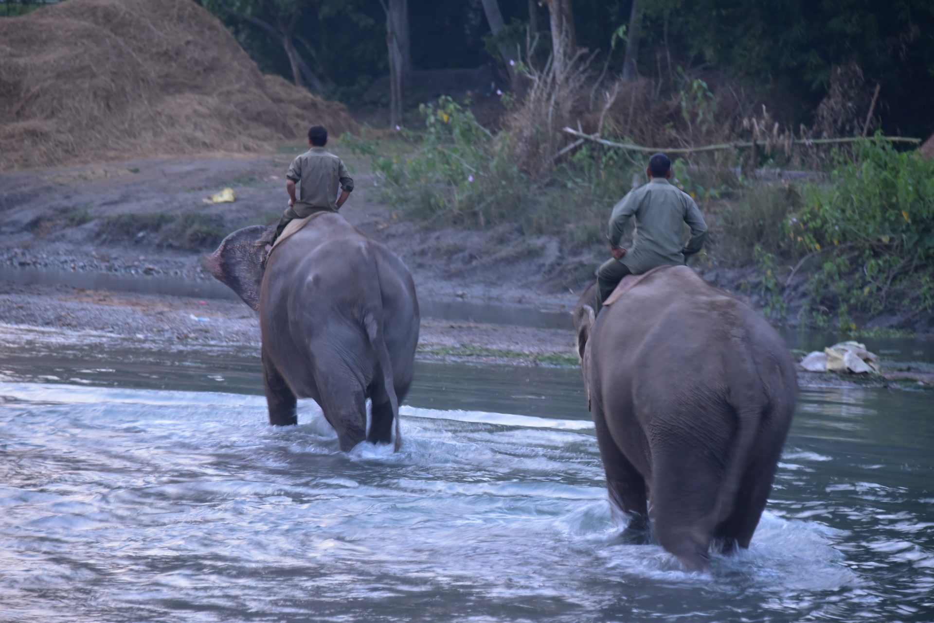 Elephants crossing the river